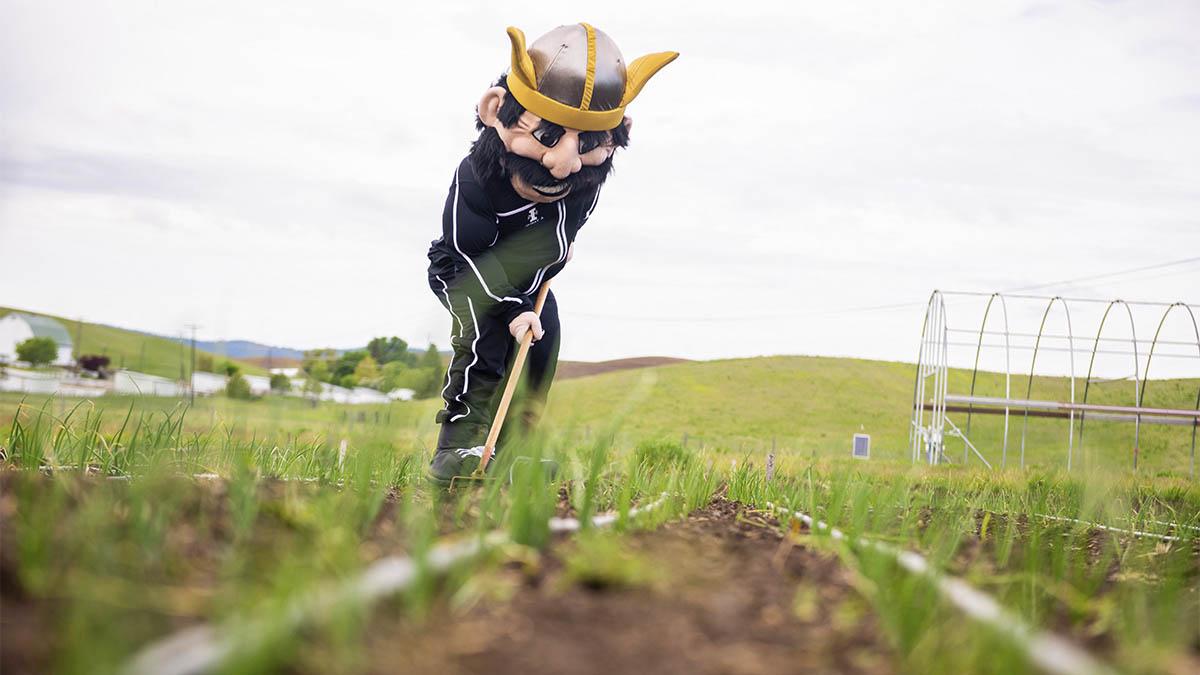 伊利诺伊大学的吉祥物乔·汪达尔在土壤管家农场耙土.